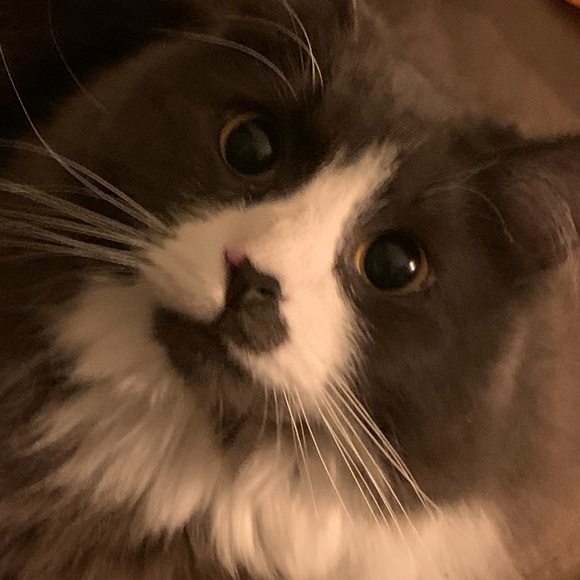 Meet your Posher, Kasi - Picture 7 of 10